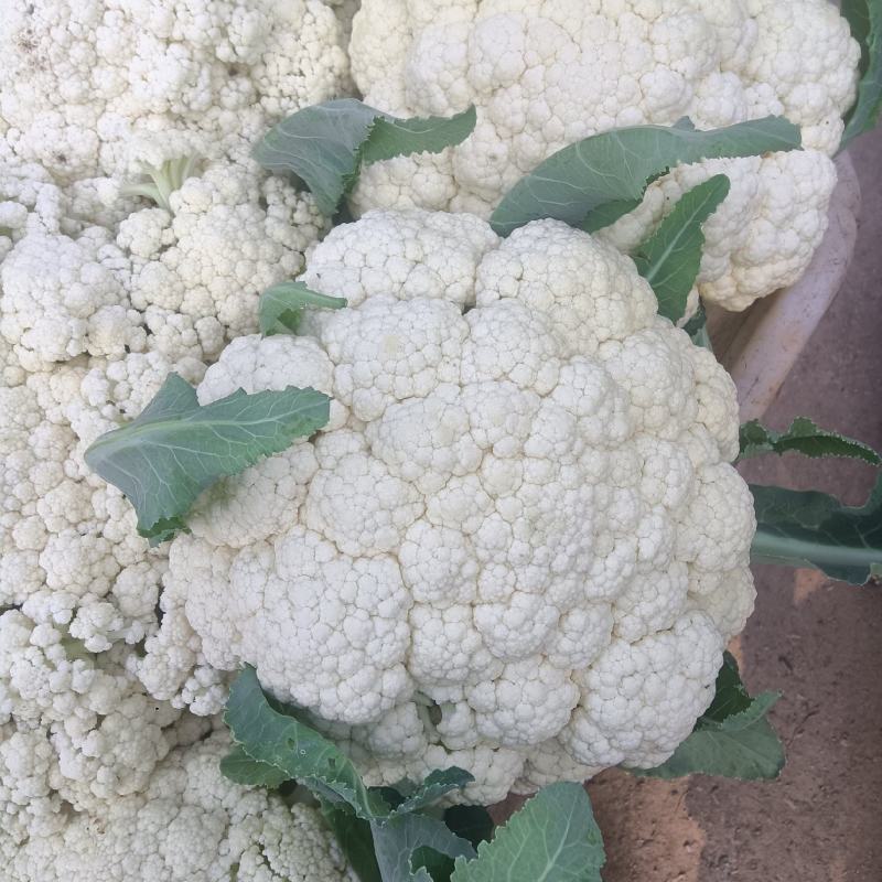 有机花菜陆续大量上市产地直发现摘现发欢迎咨询！