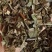 泽兰中药材草药2斤包邮量大优惠欢迎选购