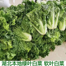 湖北毛白菜，产地直销，品质有保障，对接各大市场