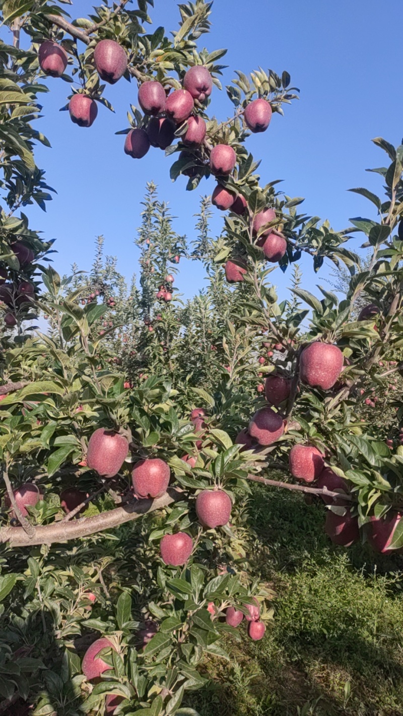 冷库货花牛苹果20万斤可以联系看货