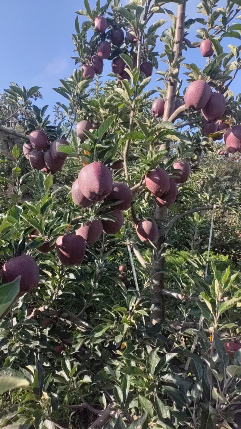 冷库货花牛苹果20万斤可以联系看货
