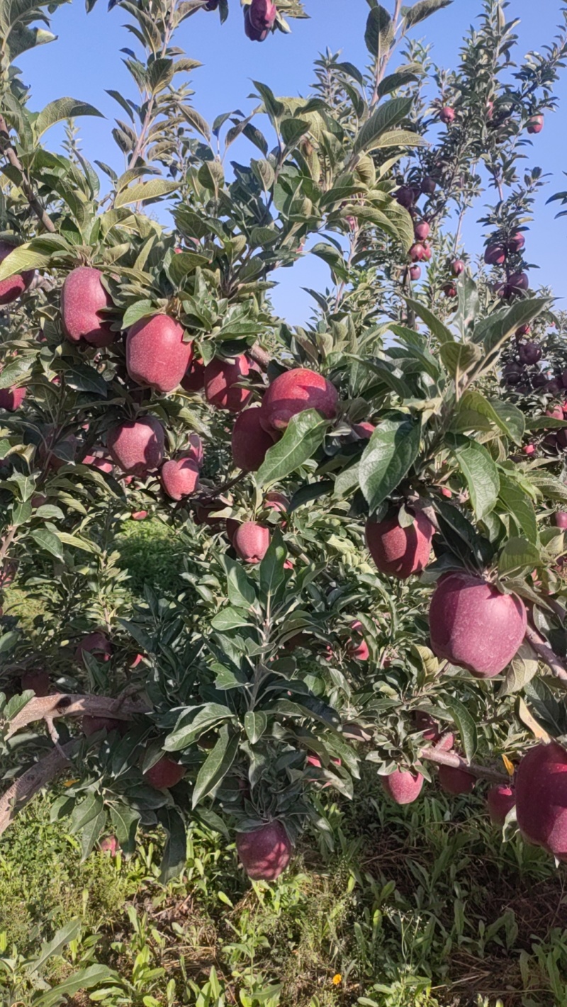 冷库货花牛苹果20万斤可以联系看货