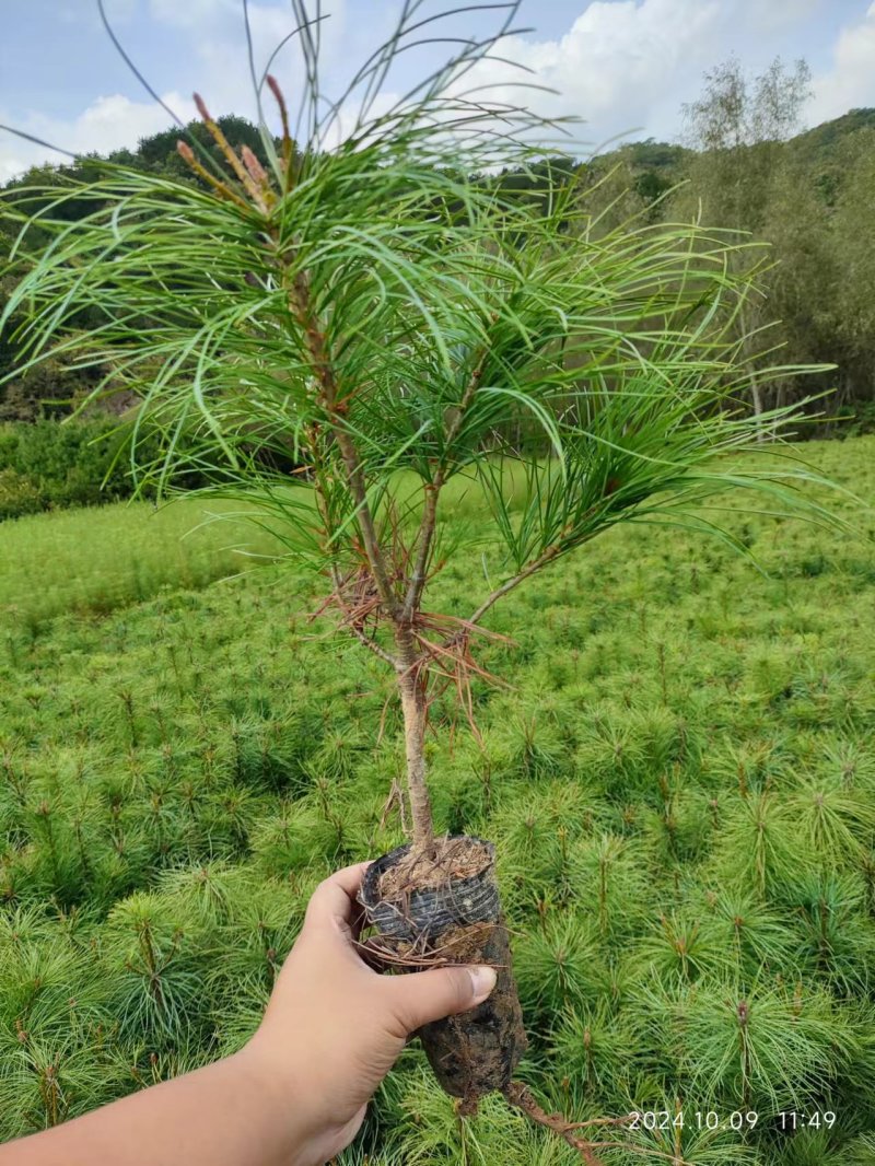 华山松杯苗，8/12杯，20公分起步，