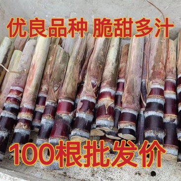 黑皮甘蔗苗正宗广西黑皮水果甘蔗苗大灰种甘蔗苗成活率高南北