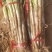 河北饶阳长白大葱目前大量上市,辛辣甜,葱香味浓郁