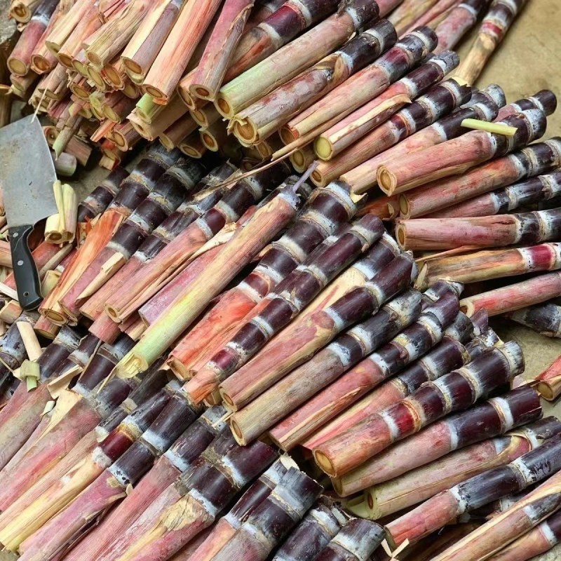 黑皮甘蔗苗正宗广西黑皮水果甘蔗苗大灰种甘蔗苗成活率高南北