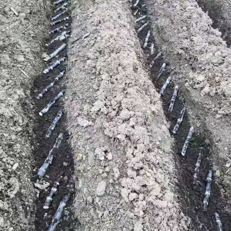 黑皮甘蔗苗正宗广西黑皮水果甘蔗苗大灰种甘蔗苗成活率高南北