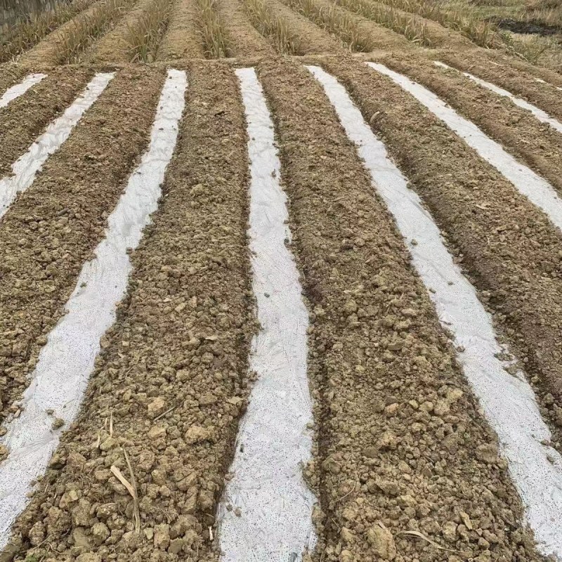 黑皮甘蔗苗正宗广西黑皮水果甘蔗苗大灰种甘蔗苗成活率高南北