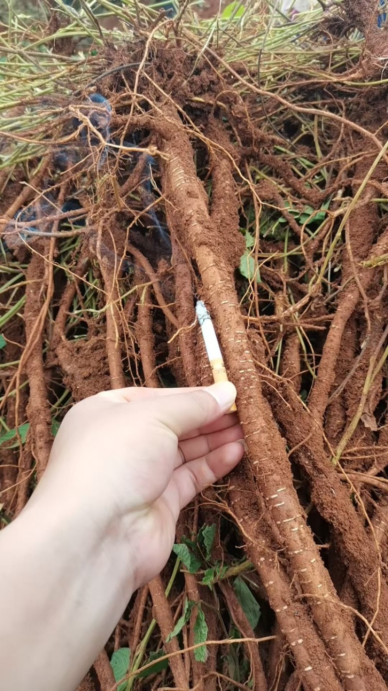 【精品】广西优质千斤拔大量供应产地直发品质保障