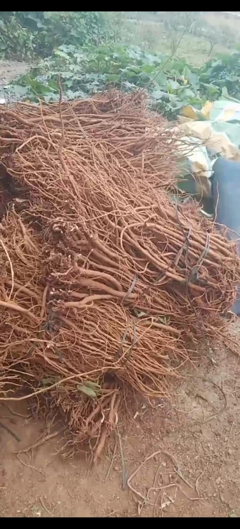 【精品】广西优质千斤拔大量供应产地直发品质保障