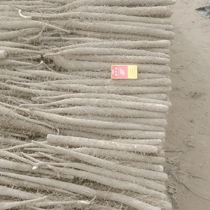 河南省安阳市内黄县沙土地山药大量上市