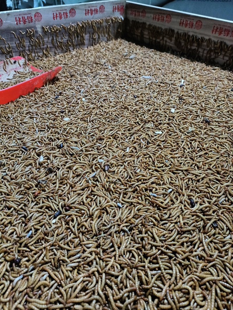 黄粉虫