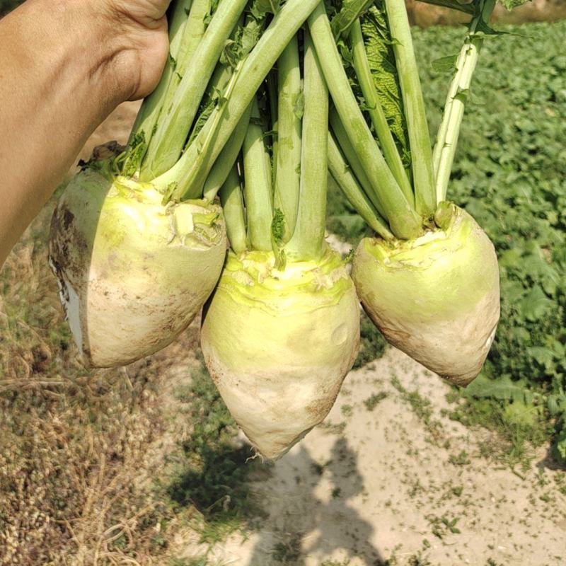 芥菜疙瘩芥菜头产地直发品质保障对接全国市场等