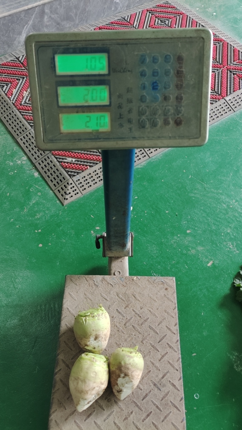 芥菜疙瘩芥菜头产地直发品质保障对接全国市场等