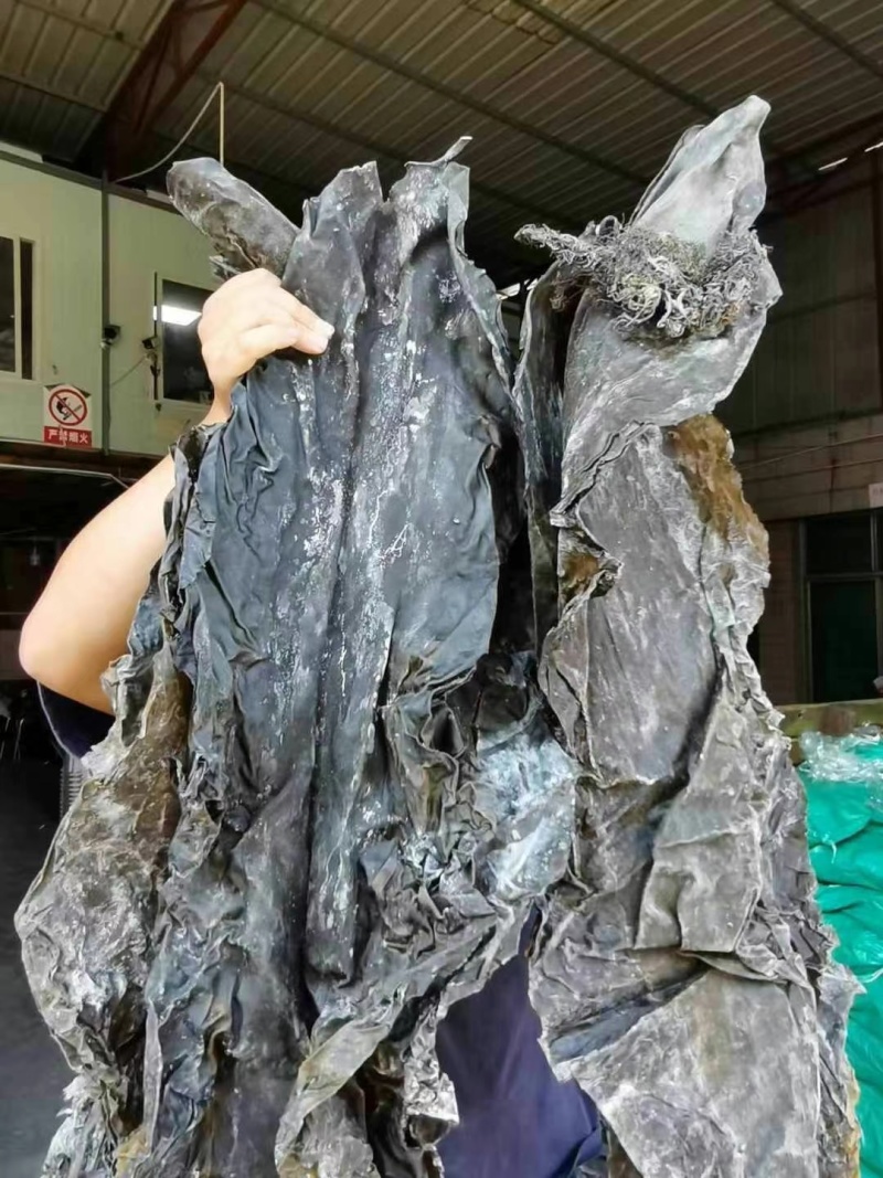 干海带山东海带福建海带产地跑江湖摆地摊赶集展销会