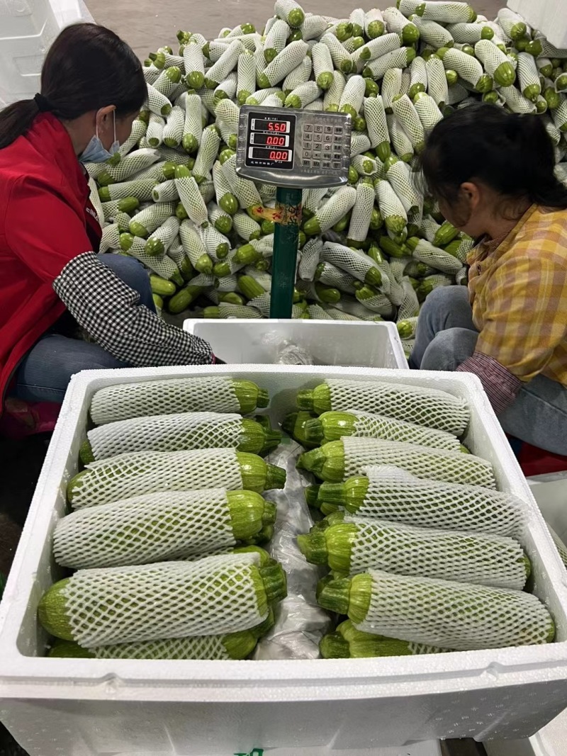 云南精品西葫芦，质量好，基地一手货源，诚信经营