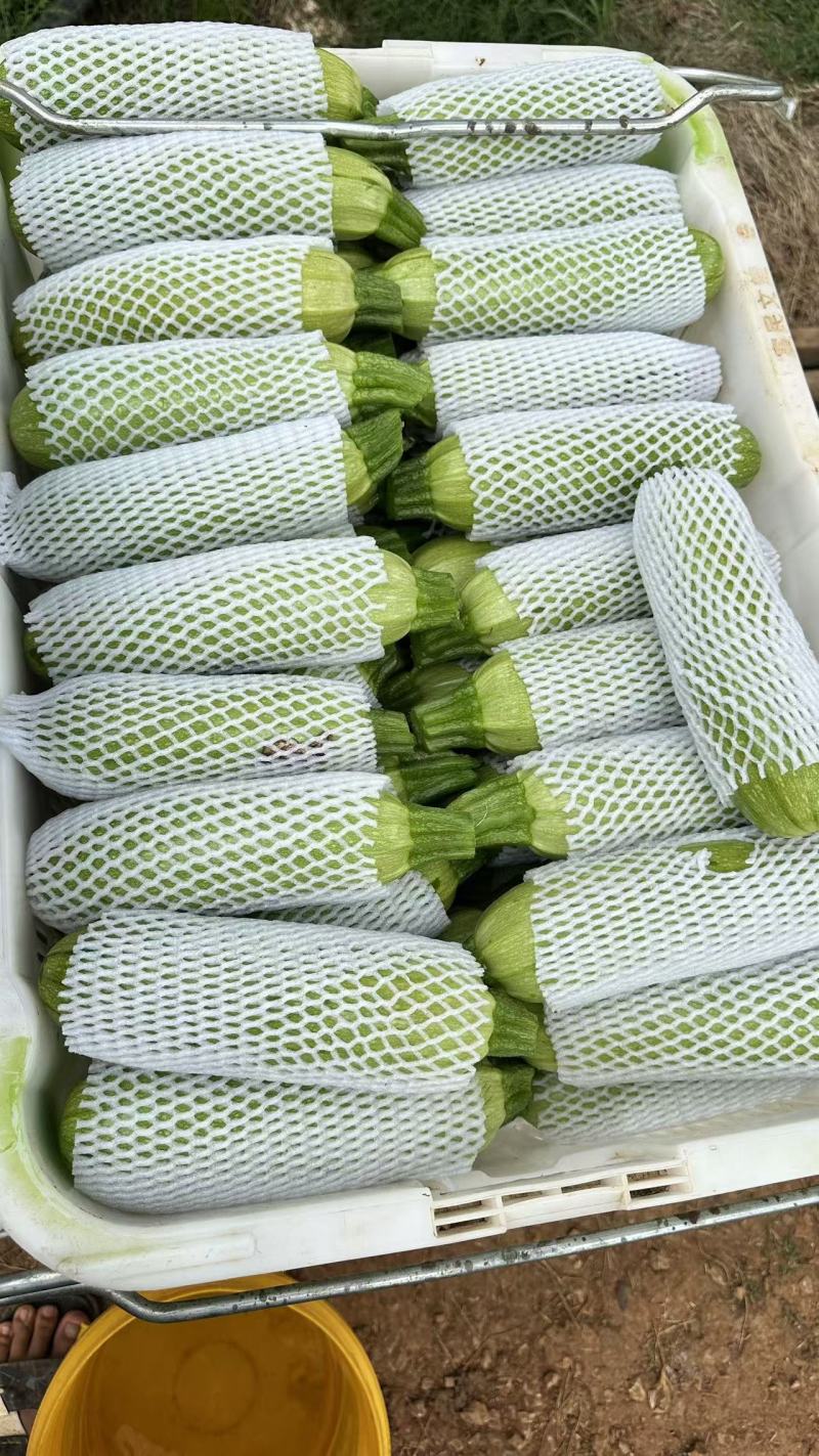 云南精品西葫芦，质量好，基地一手货源，诚信经营