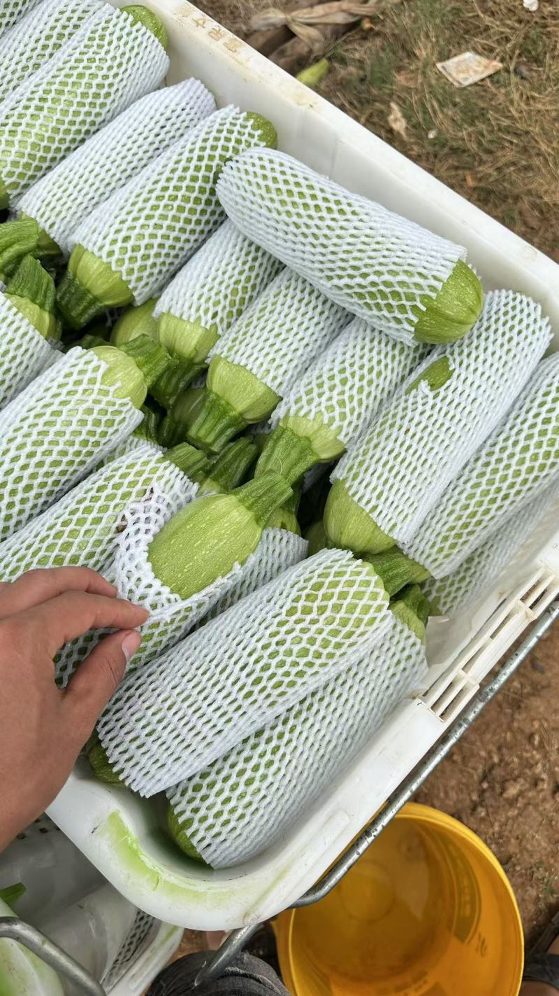 云南精品西葫芦，质量好，基地一手货源，诚信经营