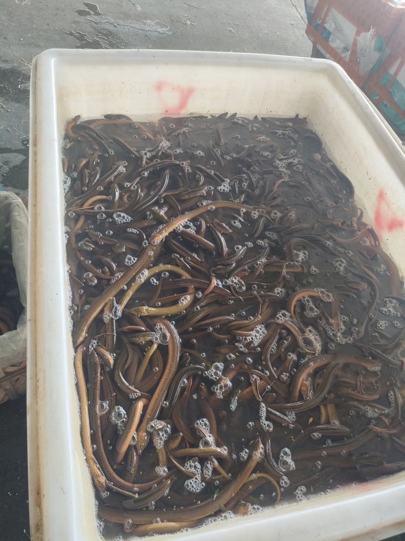 湖北稻田黄鳝鳝鱼活体发货一手货源规格齐全欢迎咨询