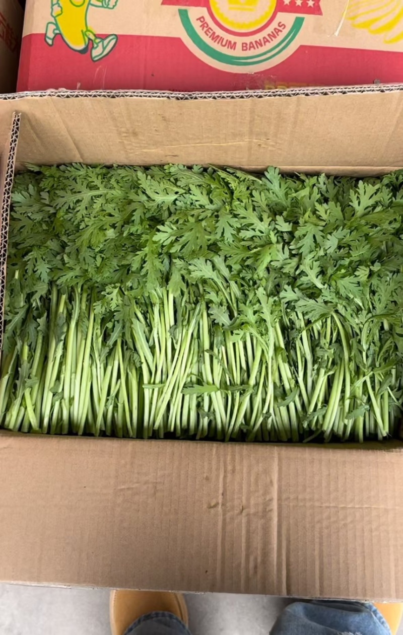 【茼蒿】产地直发一手货源量大价优可视频看货欢迎致电咨询