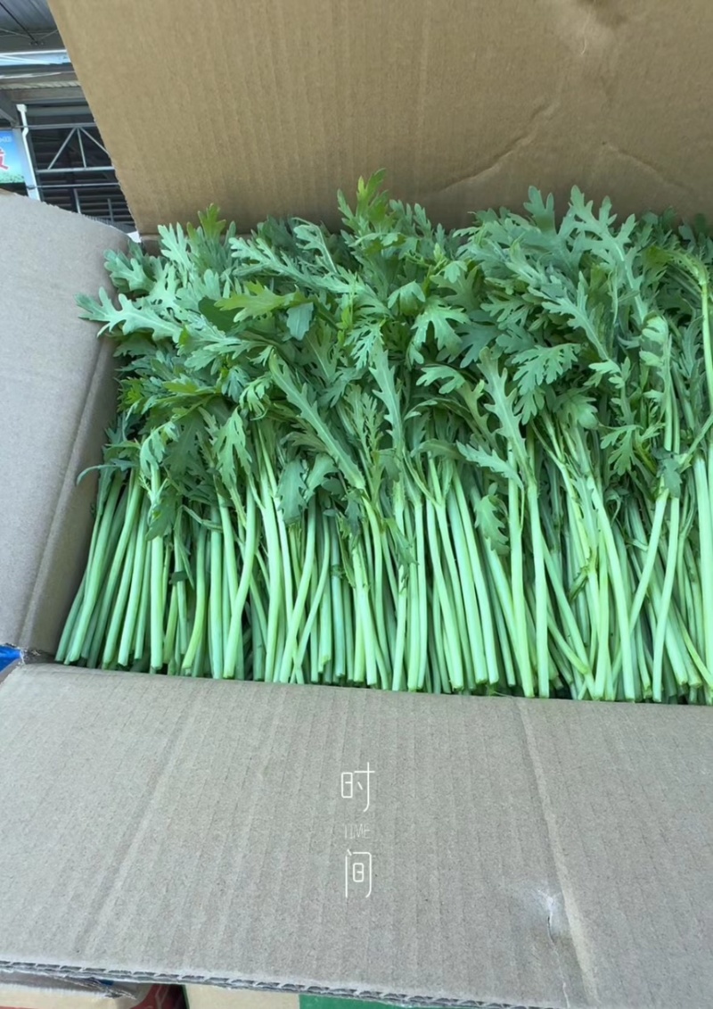 【茼蒿】产地直发一手货源量大价优可视频看货欢迎致电咨询