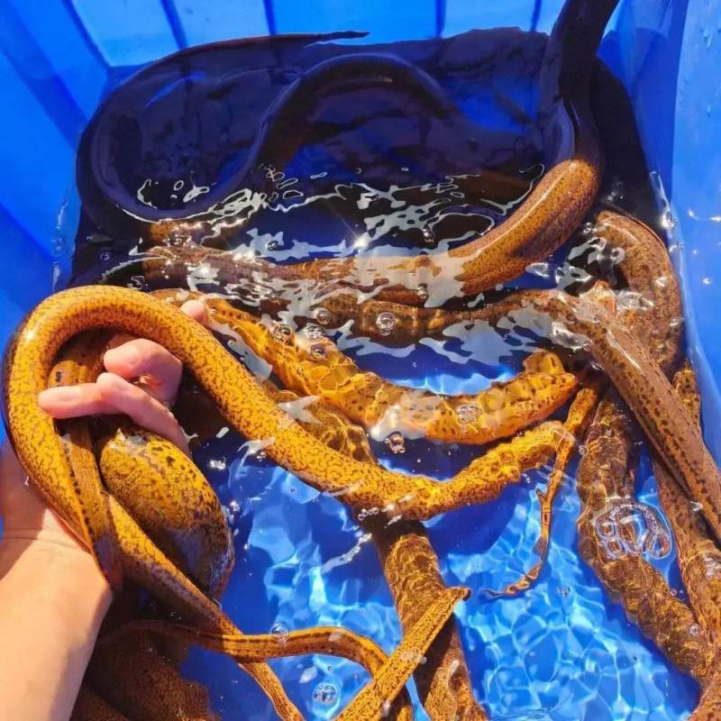 湖北稻田黄鳝鳝鱼活体发货一手货源规格齐全欢迎咨询