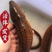 湖北稻田黄鳝鳝鱼活体发货一手货源规格齐全欢迎咨询