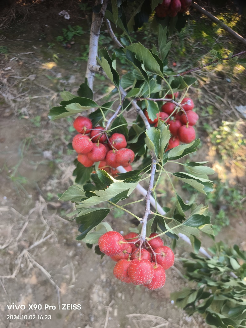山东大山楂，切片的。打浆的。商品果。产地直发。一手货源。