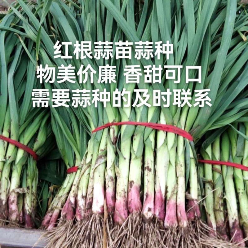 一点红蒜苗种子，大量供应蒜苗种子