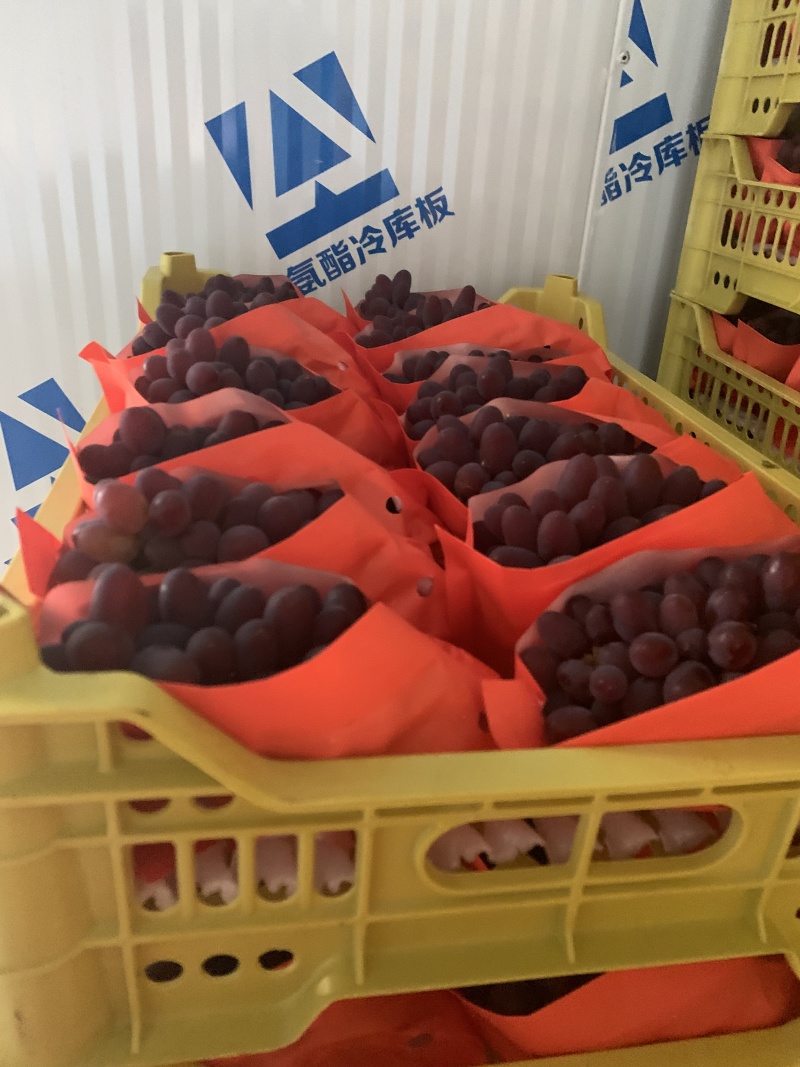 云南精品茉莉香葡萄质量保证糖度高果粉好现货直发