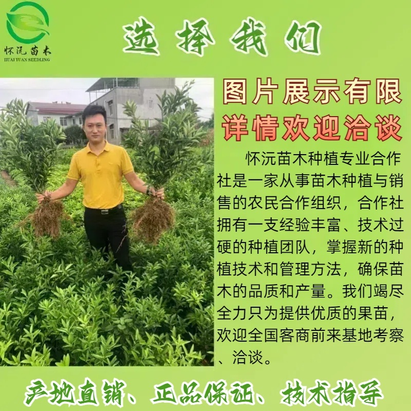 红心猕猴桃苗猕猴桃树苗嫁接苗产地直销【批发】技术指导