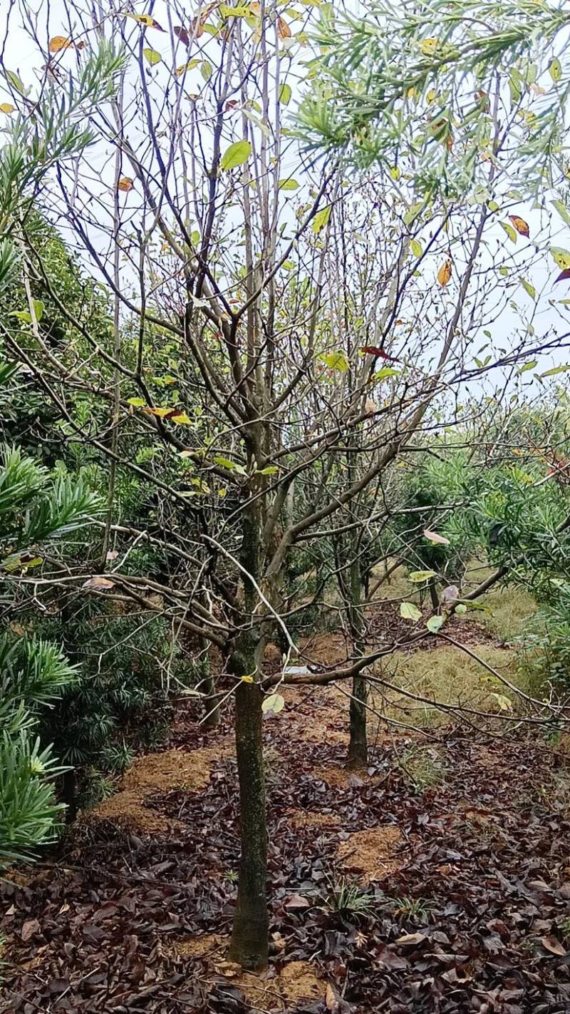 紫玉兰红花玉兰玉兰树8-10-12-15公分粗