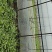 蓬花菜(剪头茼蒿)