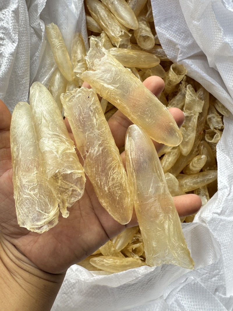 咸水筒白花胶花胶鱼胶80-100头一斤