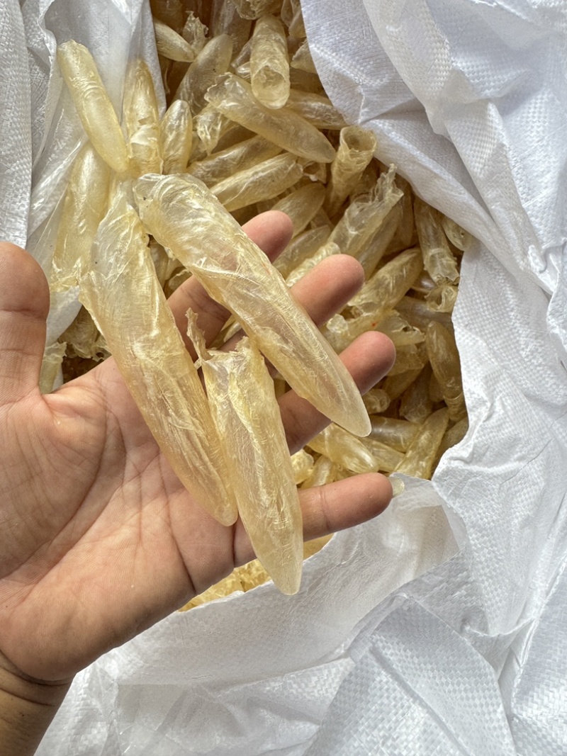 咸水筒白花胶花胶鱼胶80-100头一斤