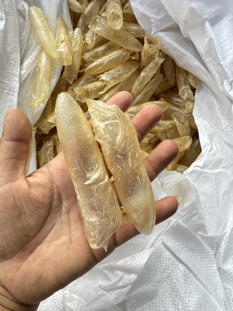 咸水筒白花胶花胶鱼胶80-100头一斤