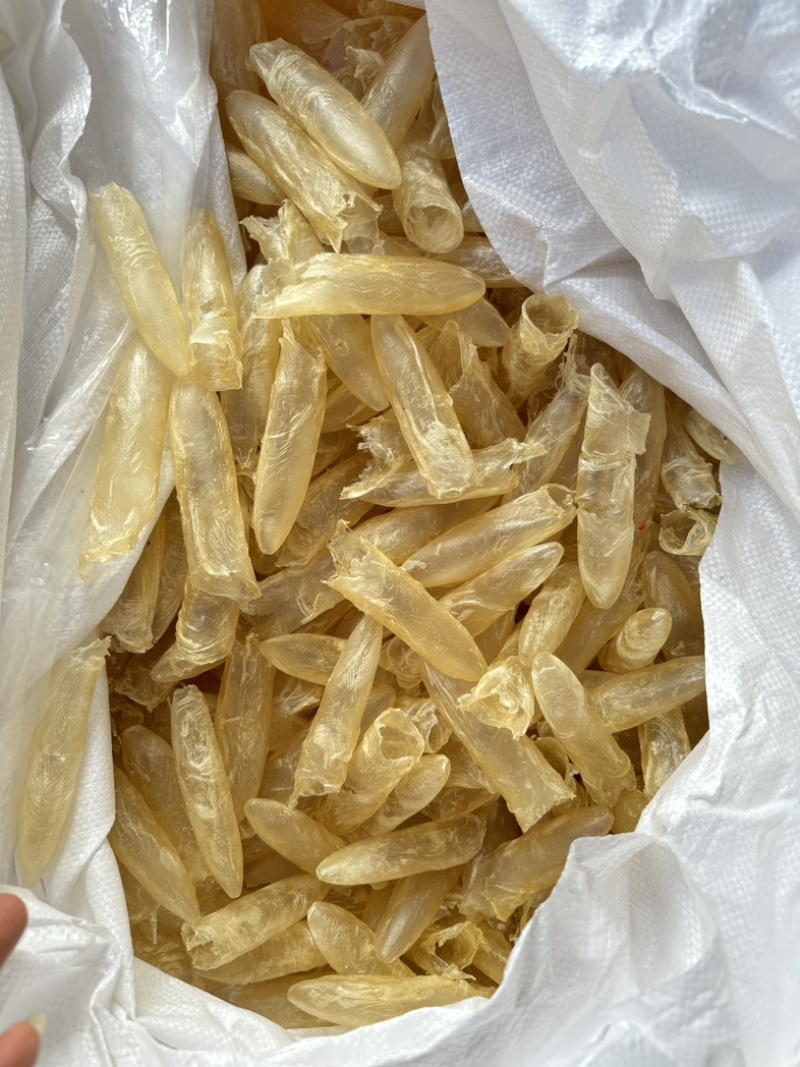 咸水筒白花胶花胶鱼胶80-100头一斤