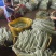 广东精品白甜豆角，一手货源，上货快，质量好，实力代办