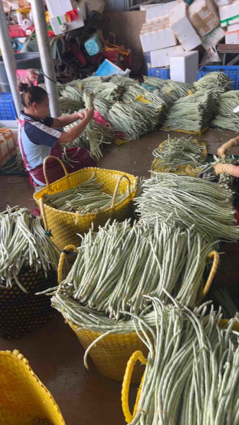 广东精品白甜豆角，一手货源，上货快，质量好，实力代办