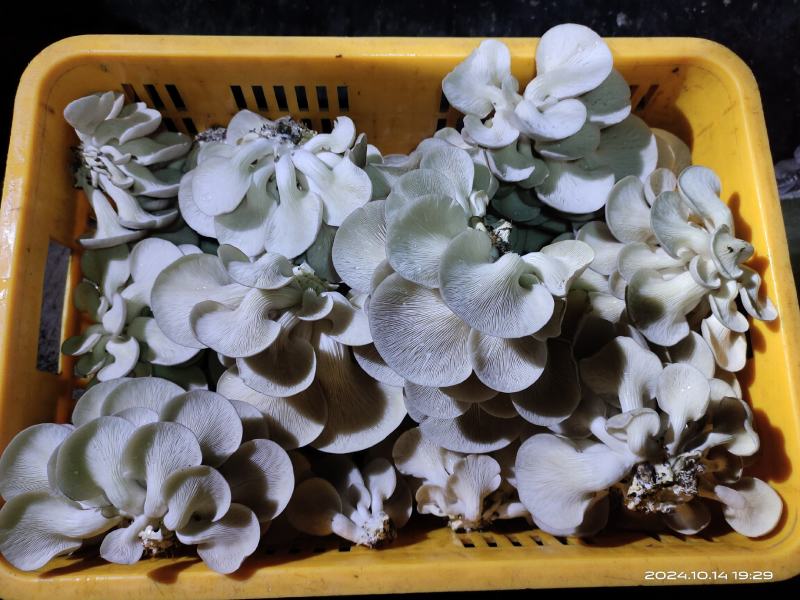 平菇