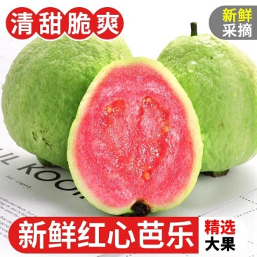 红心芭乐番石榴广东精品电商商超批发代办产地直发欢迎联系