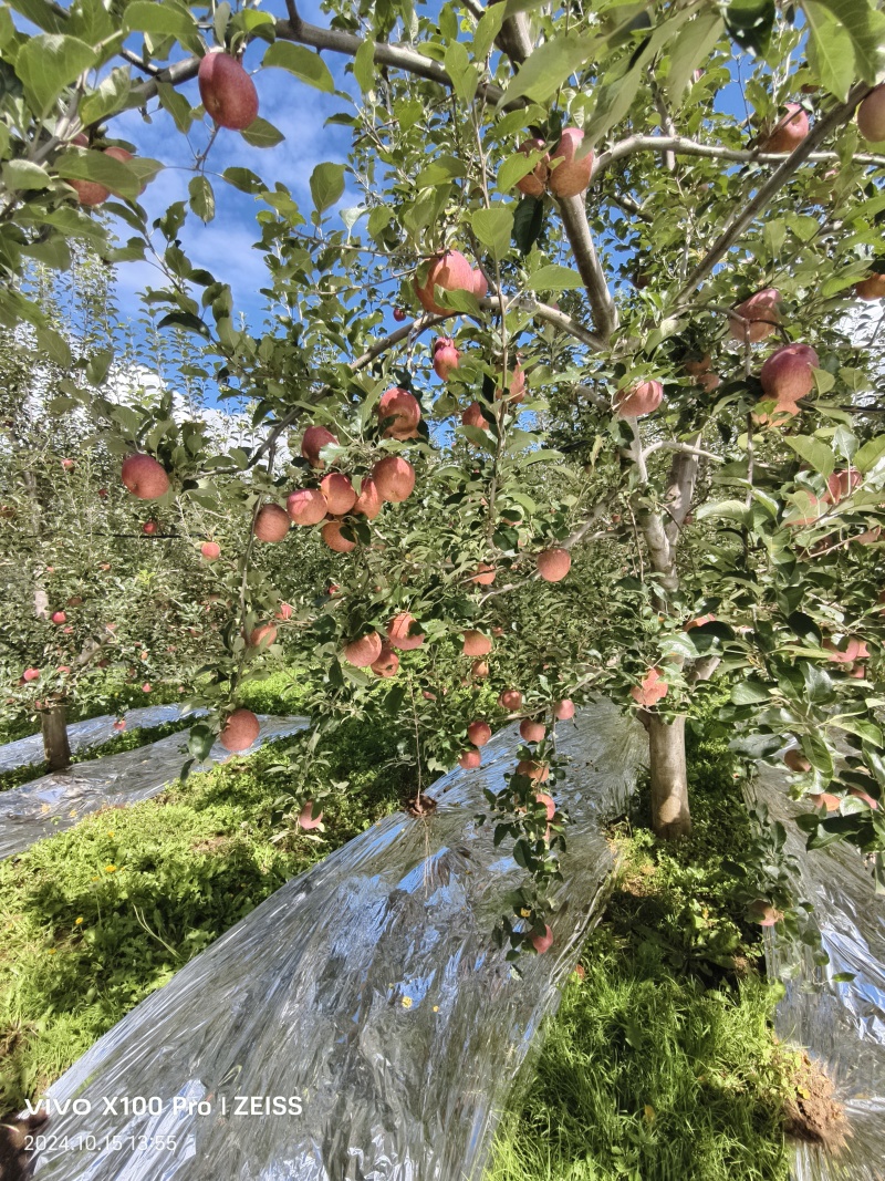 盐源糖心苹果有三万斤左右好货可下树看上的老板联系
