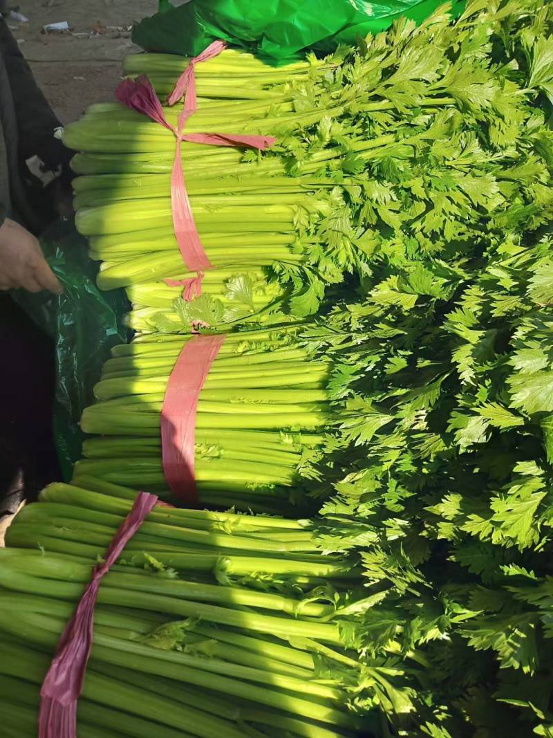 芹菜聊城西芹法国皇后芹菜商超配菜代收代发全国市场