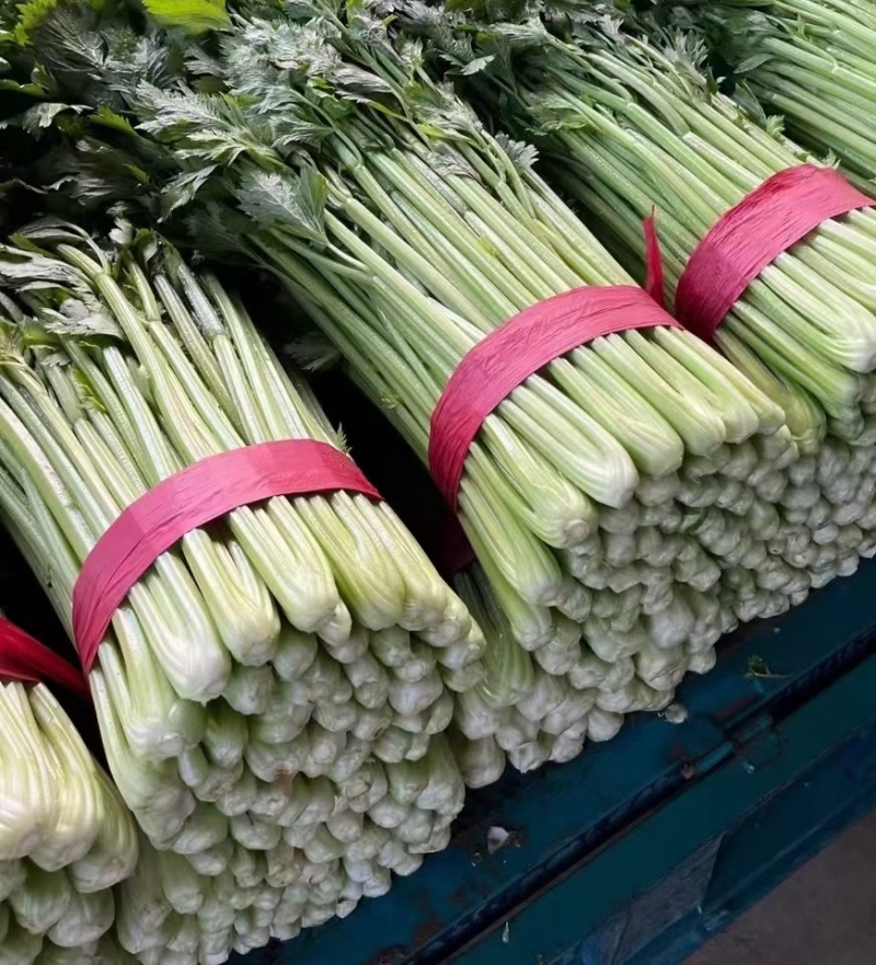 芹菜聊城西芹法国皇后芹菜商超配菜代收代发全国市场