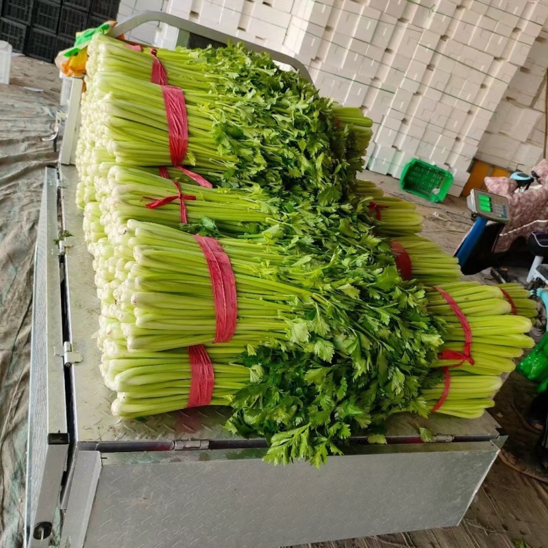 芹菜聊城西芹法国皇后芹菜商超配菜代收代发全国市场