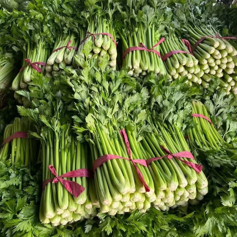 芹菜聊城西芹法国皇后芹菜商超配菜代收代发全国市场