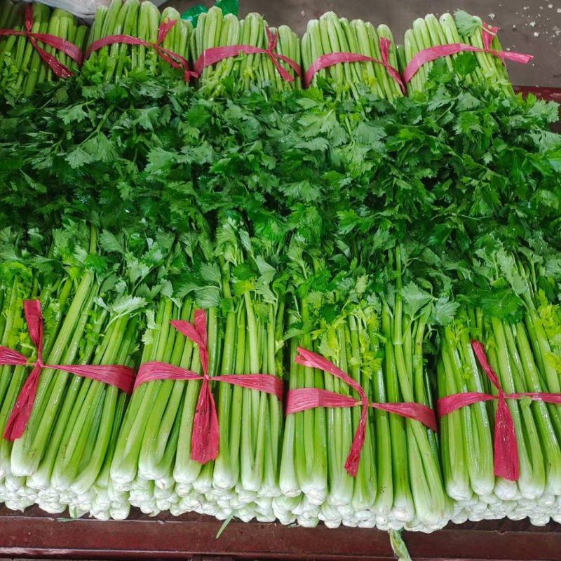 芹菜聊城西芹法国皇后芹菜商超配菜代收代发全国市场