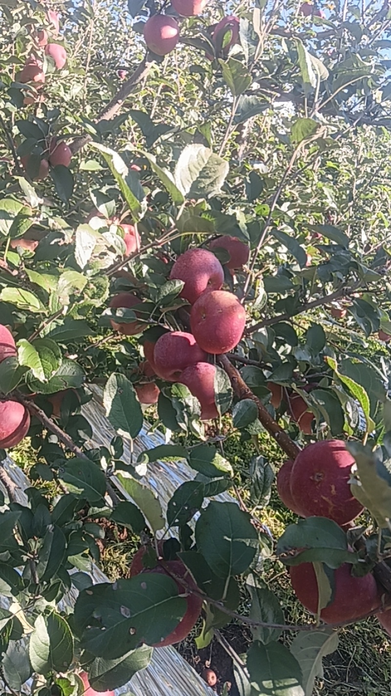 冰糖心苹果
