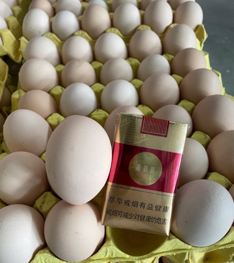 鸡蛋红心粉蛋白壳蛋大厂精品货可视频验货样品30箱起步