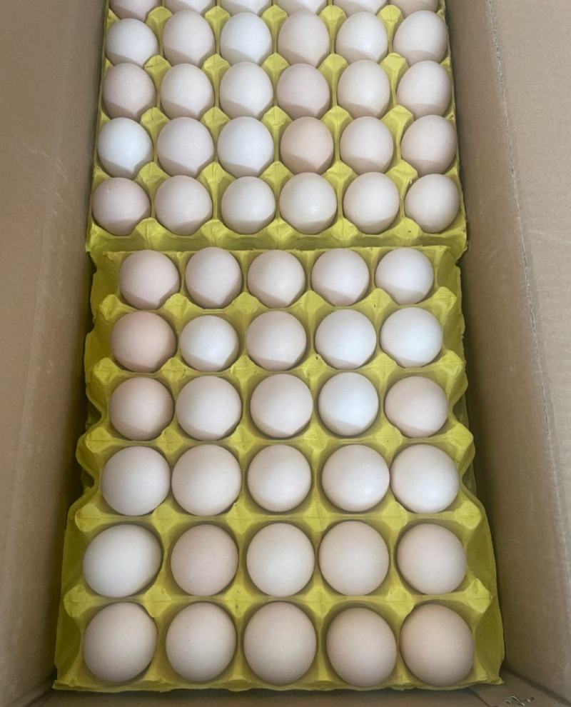 鸡蛋红心粉蛋白壳蛋大厂精品货可视频验货样品30箱起步